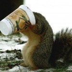Twitchy the Coffee Addicted Squirrel