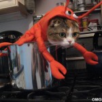 Cat Lobster In A Pot On A Stove