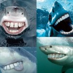 Sharks With People Teeth