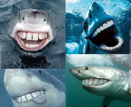 shara cannings knight. sharks with people teeth
