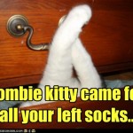 LOL Zombie Cats Steal Socks