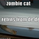 LOL Zombie Cats Return From Dead