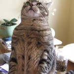 LOL Zombie Cats Do Bidding