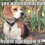 Dogs Have Attitudes Too