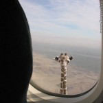You Know Your Flying To Low When…