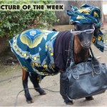 Friday Casual – Goat Style
