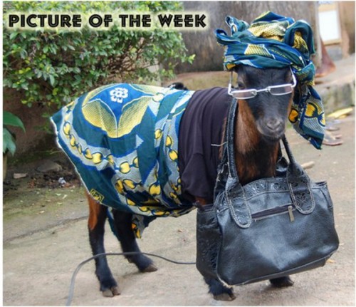 Friday Casual - Goat Style Friday Casual - Goat Style