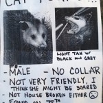 Did You Lose A Cat? We Found One.