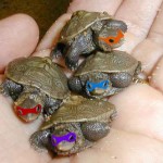 Tiny Real Teenage Mutant Ninja Turtles