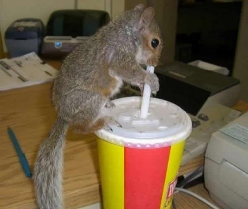 Even Cute Little Squirrels Get Thirsty Even Cute Little Squirrels Get Thirsty