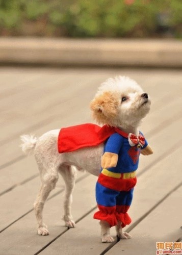 Super dog is here to save you.