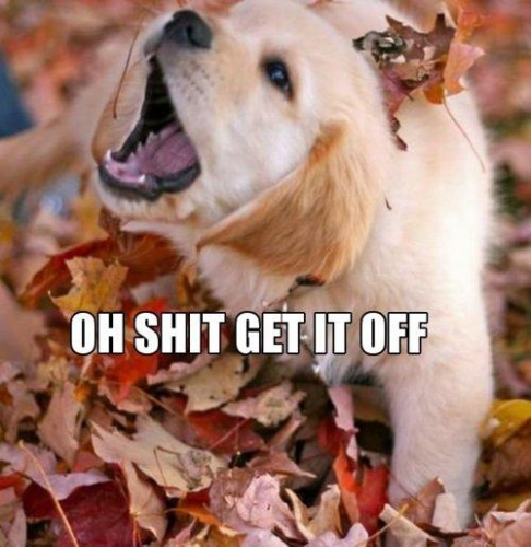 Is there anything worse than falling leaves?