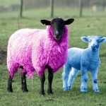 She’s the smokin’ hot pink sheep in the family.