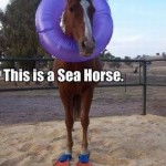 This is a sea horse. Any questions?