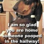 So glad you’re home, someone pooped in the hallway.