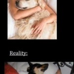 Sleeping with pets: Expectation vs Reality