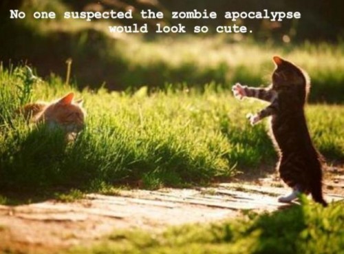 Cat Zombie