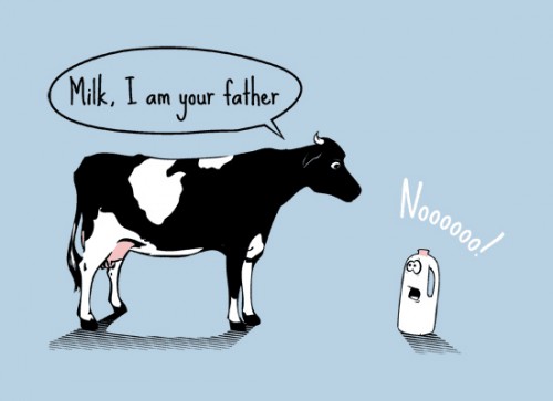 Cows