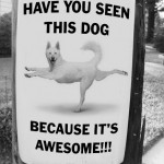 Have you seen this dog? Because it’s awesome.