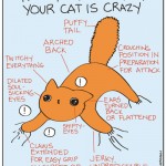 How to tell when your cat is crazy.