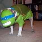 Teenage Mutant Ninja Turtle Dog