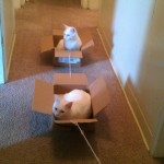 Cat Train is currently full. Try again later.