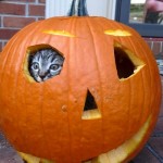 Halloween is scary. Kitty hides in pumpkin for protection.