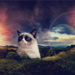 Cat Wallpaper by ~SottoPK on deviantART