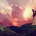 grumpy cat desktop