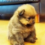 What If I Never Find Out If I’m a Puppy or a Teddy Bear?