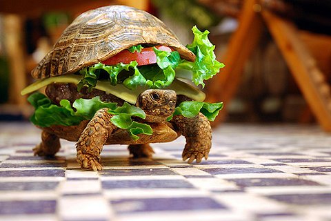 Moving Cheeseburger