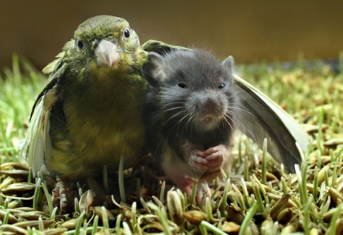 This Is Where Rat Birds Came From