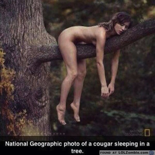 cougar-tree.jpg