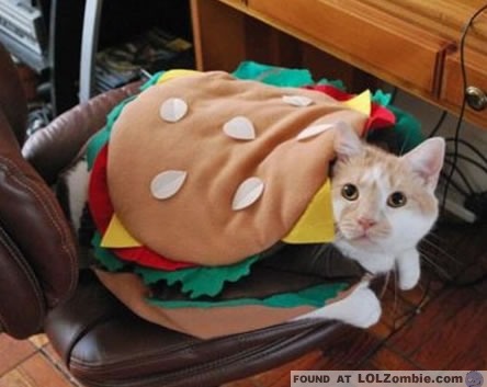 Cat wearing a crazy hamburger costume